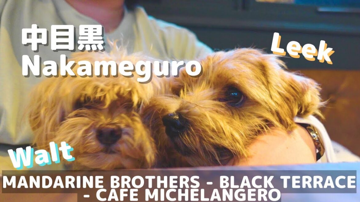 【わんわんWalt】リークと中目黒散歩|マルプー|ノーフォークテリア|愛犬|観光|遊ぶ|NAKAMEGURO 【わんわんWalt】リークと中目黒散歩|マルプー|ノーフォークテリア|愛犬|観光|遊ぶ|NAKAMEGURO