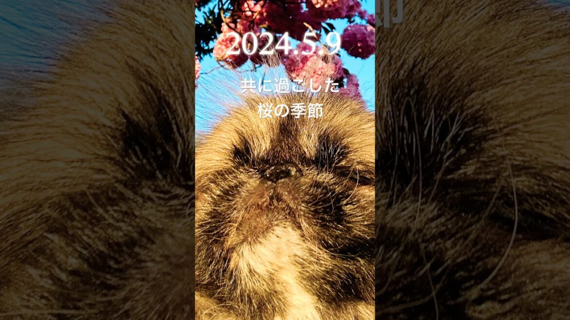 瑠璃ちゃんと過ごした桜の季節の想い出です。#ペキニーズ #桜
