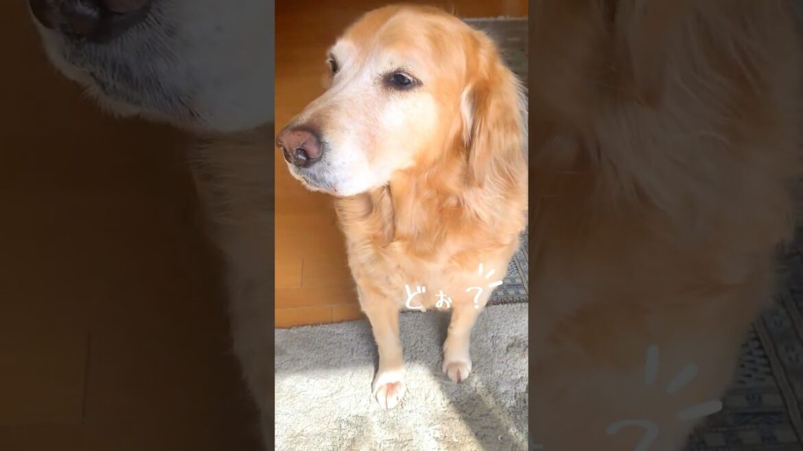 美容院へ行ってご満悦のソラ😊 #ゴールデンレトリバー #大型犬のいる生活 #goldenretreiver #shorts