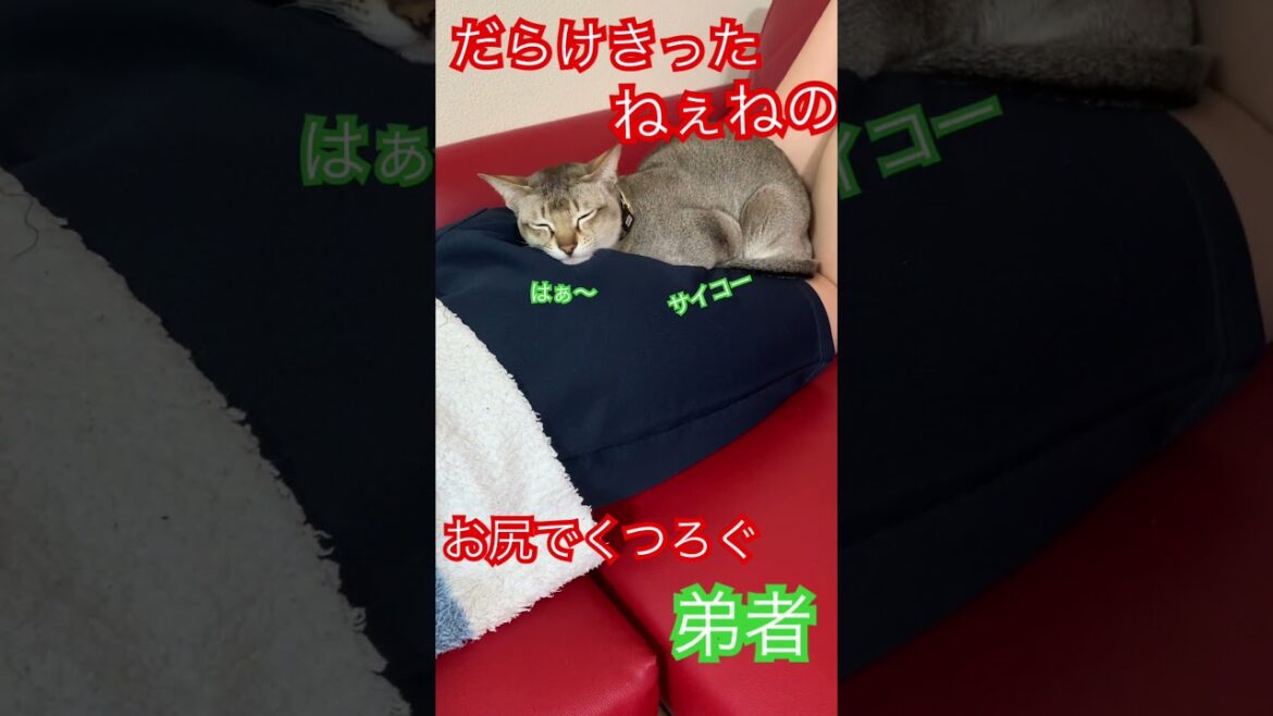 ねぇねのおケツ　#シンガプーラ　#猫のいる暮らし