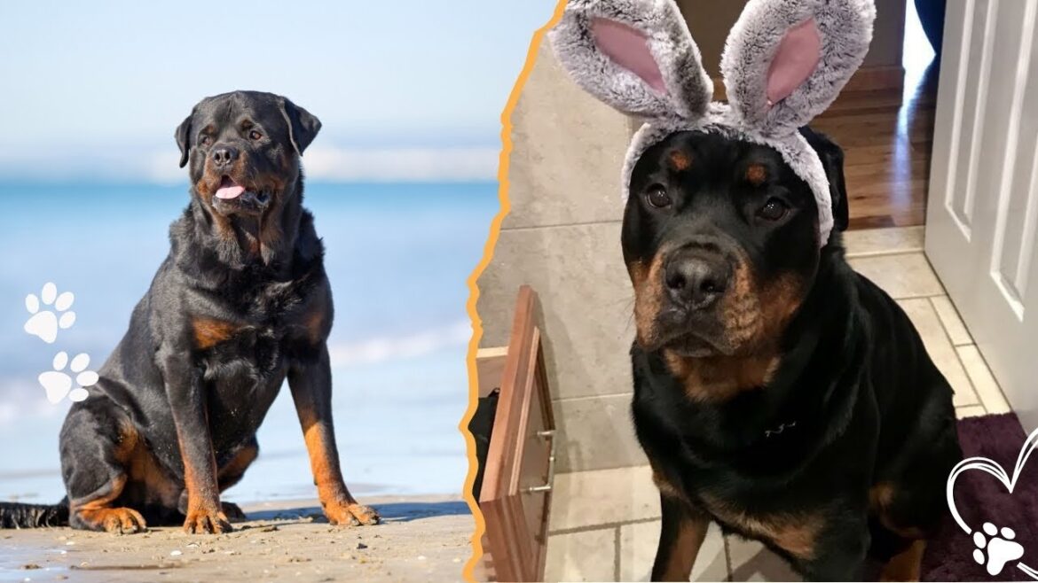 3 Lies You Believe About Rottweilers