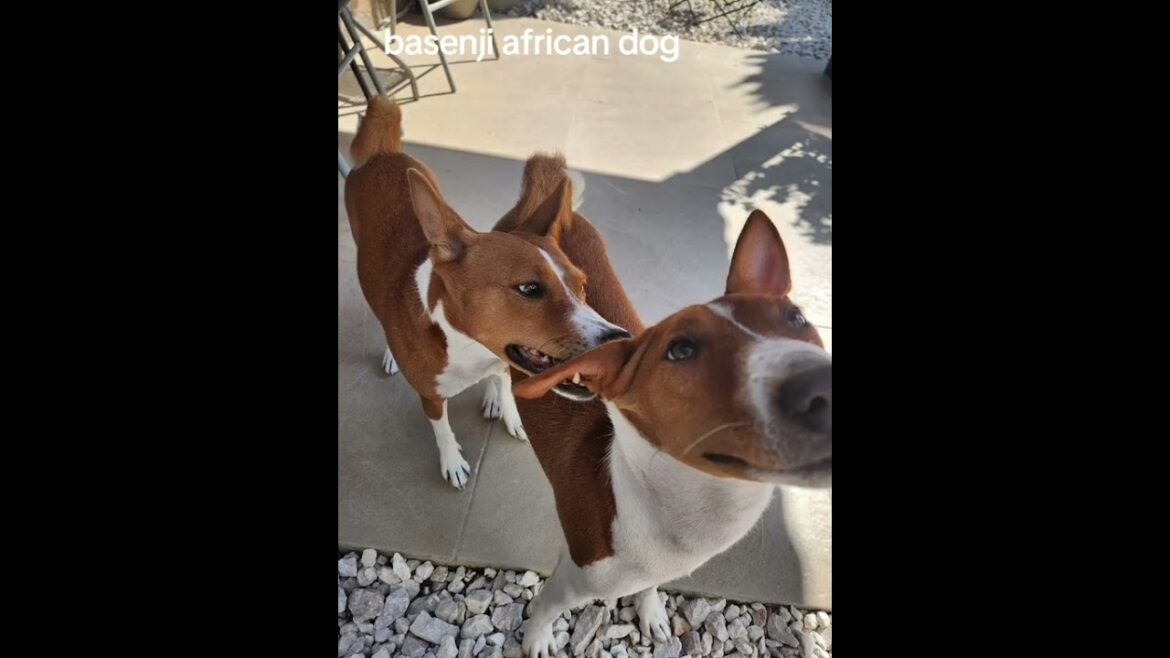 #basenji