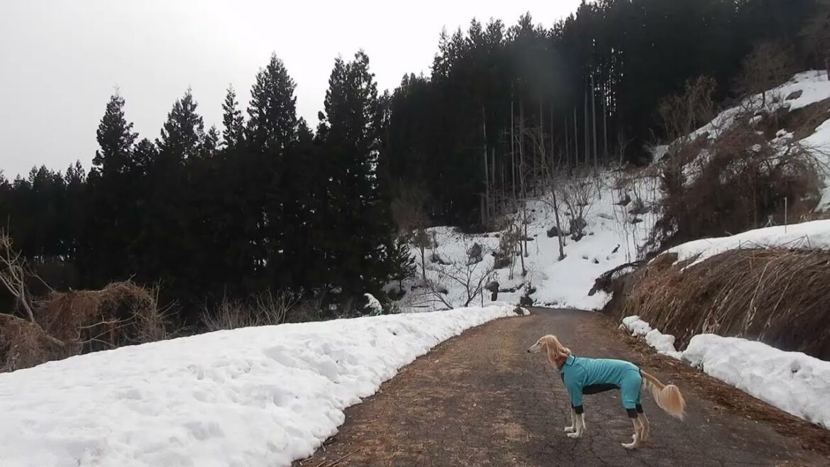 受け身の練習かな？🐾（Saluki）
