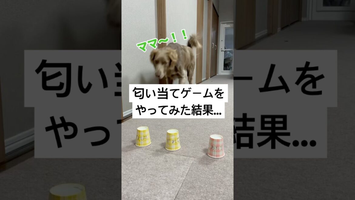 匂い当てゲームをやってみた結果…🤭#大型犬 #犬のいる暮らし #ワイマラナー#ワイマラナーロングヘアード #dog#wiemaraner #shorts #ルルちゃんのルンルンちゃんねる