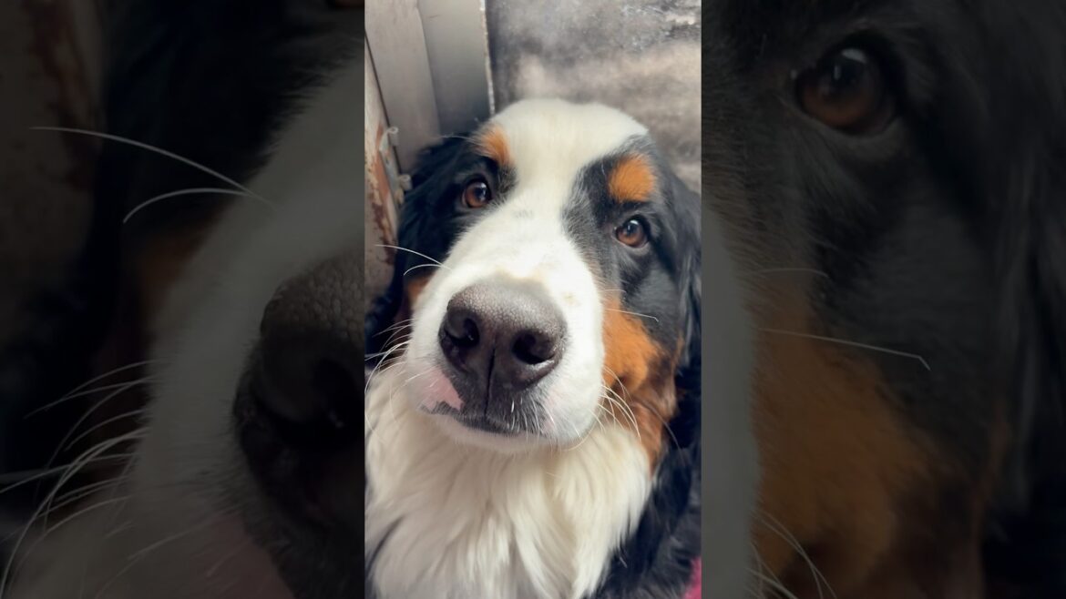 里親でバーニーズが増えました60日目『犯人は？』#shorts #保護犬 #犬