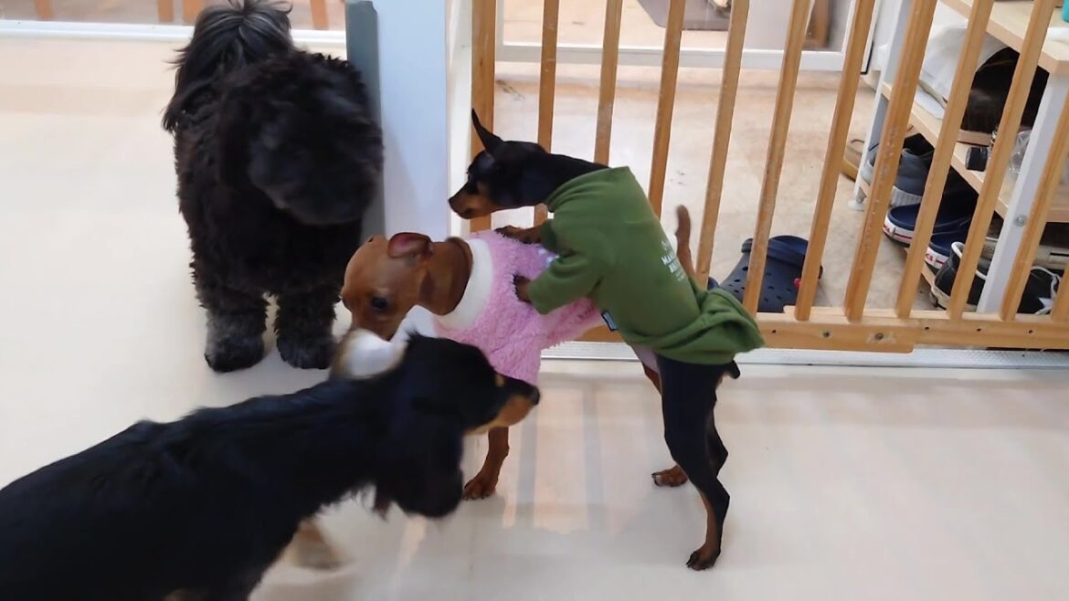 ダップーとミニピン姉妹合流　🐶ひみつきちなう！①🐶  2025年3月19日