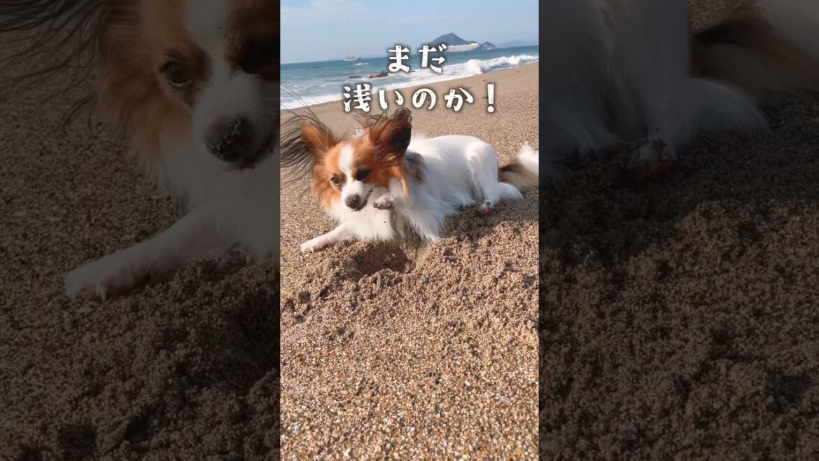 ブラジルまで掘るパピヨン　　　#犬 #パピヨン #papillon #可愛い