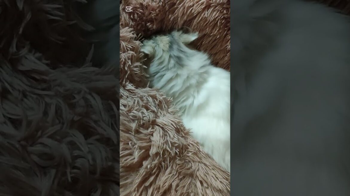 お母さんの感触を思い出したのかもふもふしながら潜り込んだ #猫のいる暮らし  #子ネコ  #cat