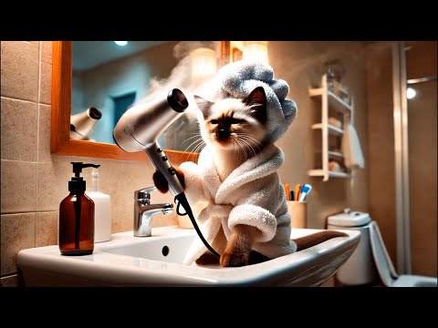 【癒し】可愛いシャム猫のナイトルーティン/Cute Siamese kitten’s night routine 【癒し】可愛いシャム猫のナイトルーティン/Cute Siamese kitten's night routine