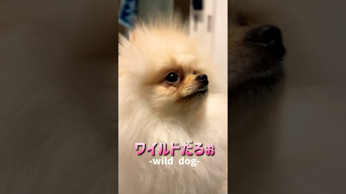 【ポメラニアン】奇跡的なベッカムヘアを披露してくれる女の子　#shorts