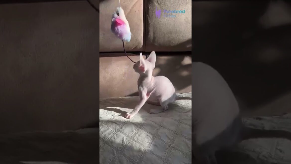 Meet Amie – The Rare White Cornish Rex Kitten with Short Curly Fur! 🤍🐾 #cornishrex  #luxurypets