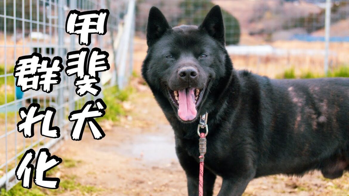 【家族親戚を噛んだ甲斐犬】瑞稀くん友達何人できるかな？