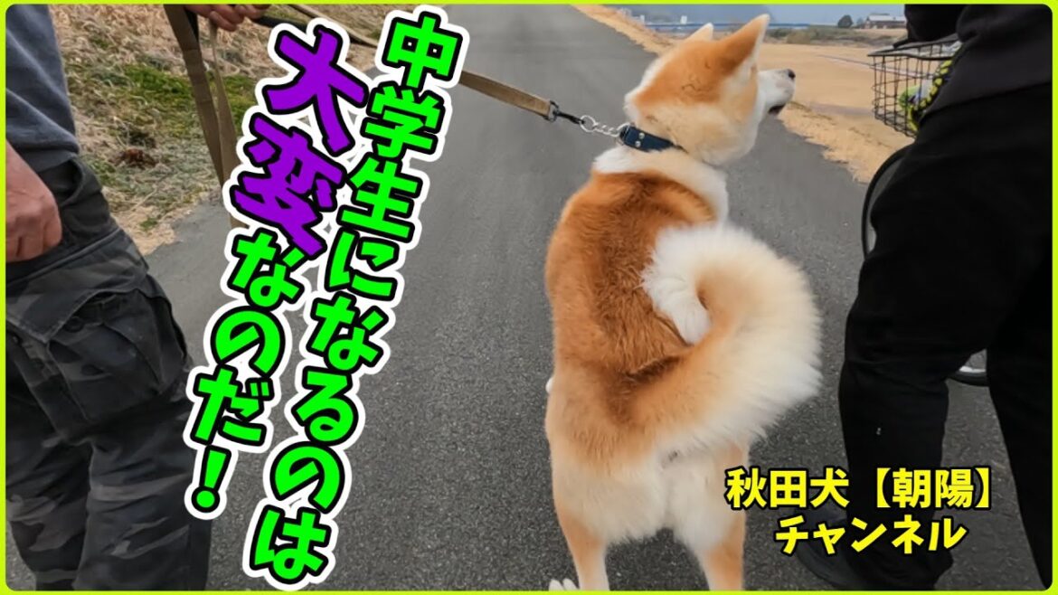 秋田犬【朝陽】チャンネル【中学生になるのは大変なのだ！】