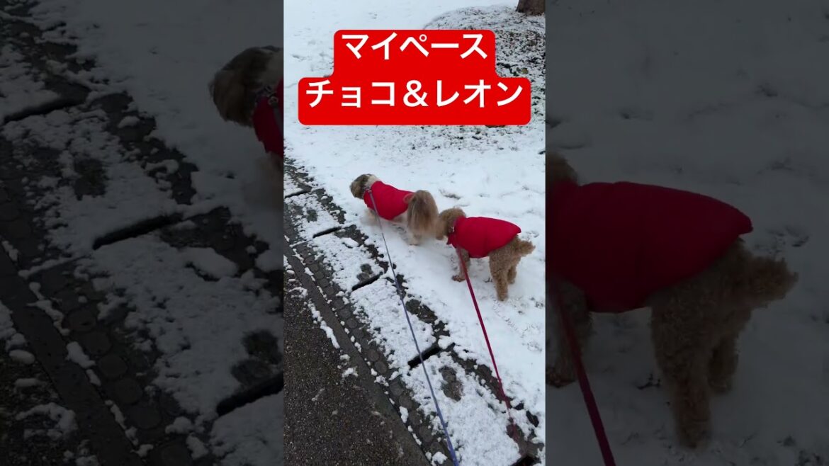 【雪道トコトコ】トイプードルチョコ＆シーズーレオンの癒やしのお散歩 #トイプードル #シーズー #犬 #雪 #お散歩