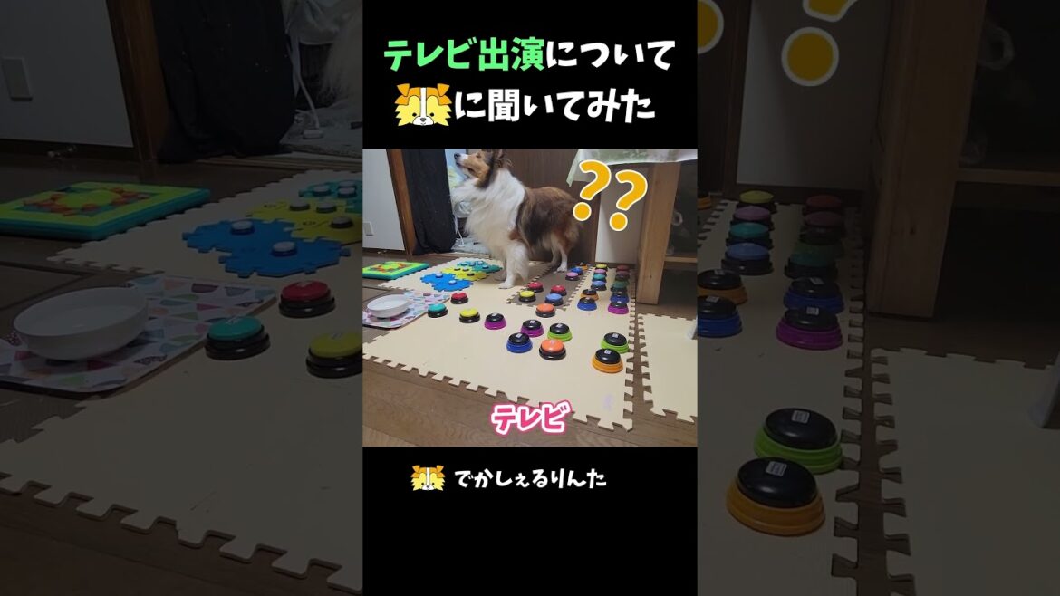 テレビ出演についてシェルティに聞いてみた【会話ボタンでしゃべる犬】 #shorts #dog #犬