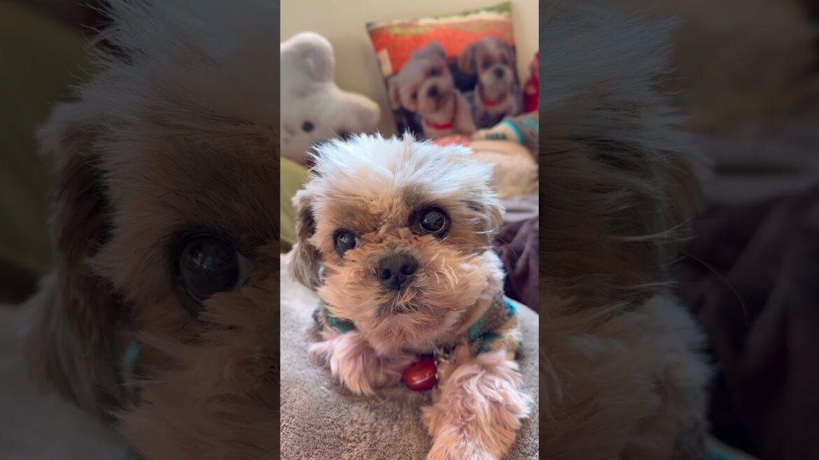 当たり前の話よね❓🐶🐶#シーズー #いぬ #犬 #マルシーズー #わんこ #マルチーズ #イヌ