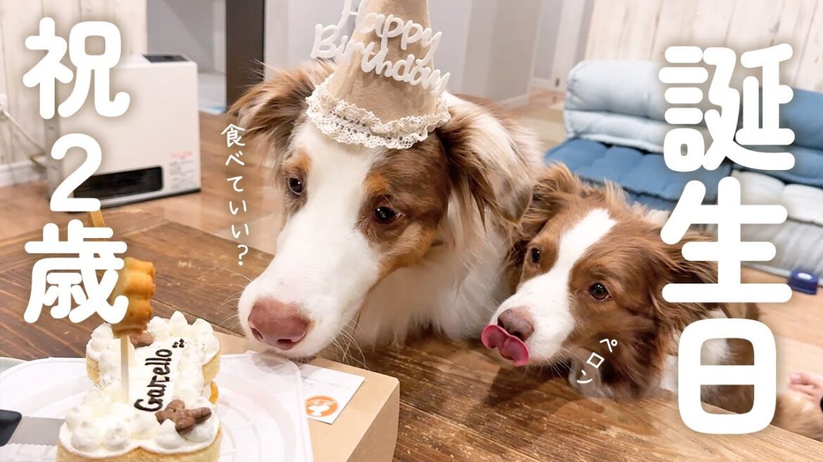 【祝2歳！！】お誕生日にケーキ爆食いしたり特大プレゼントをもらった犬の反応が可愛いすぎた♡【ボーダーコリー・オーストラリアンシェパード】