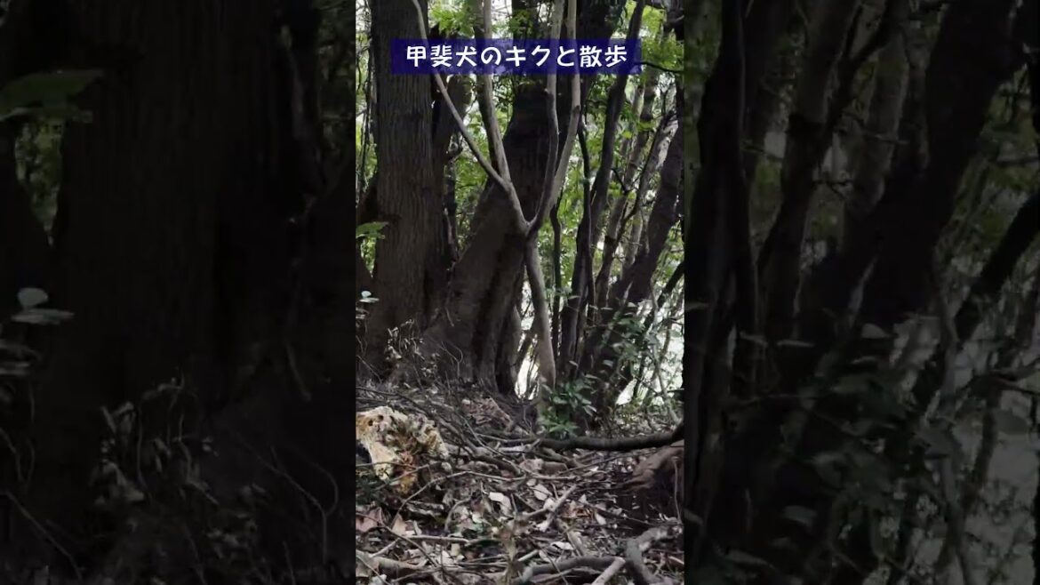 甲斐犬のキクと原生林の森で散歩