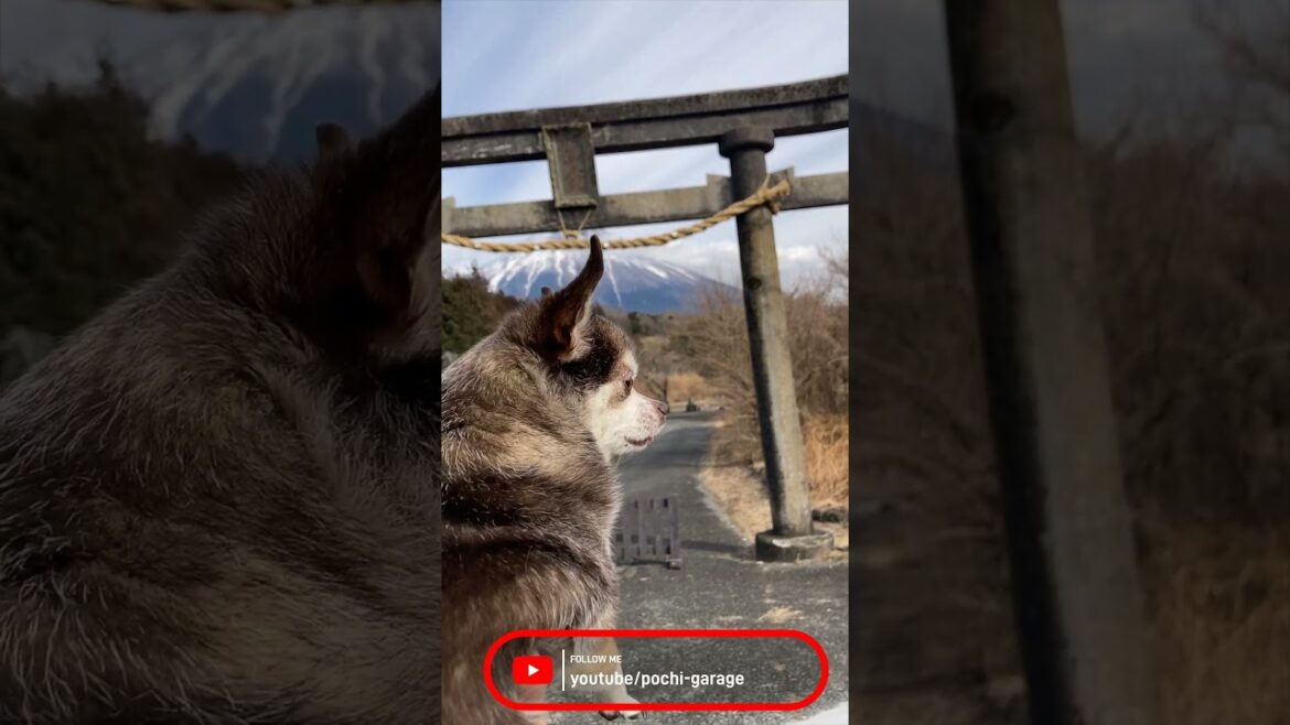 スムースコートチワワ チョ子ちゃんと富士山@人穴浅間神社 #Shorts #dog