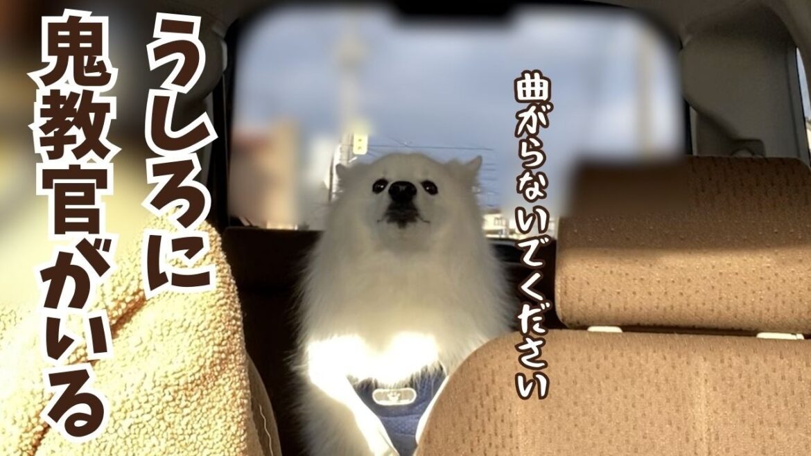 【犬とドライブ】あおってくるタイプに豹変する日本スピッツが忙しすぎた／定期ケア＆ノミダニのお薬