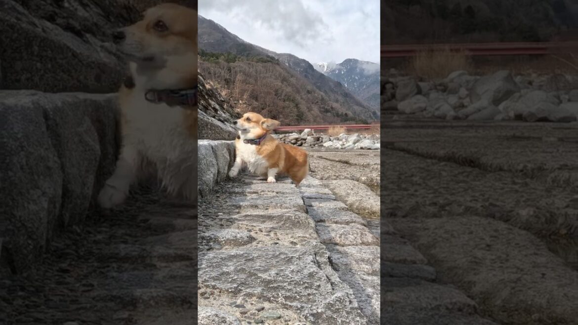 足を踏み外しても嬉しそうなコーギー / A Corgi looks happy even when it missteps #コーギー #corgi #サクラ