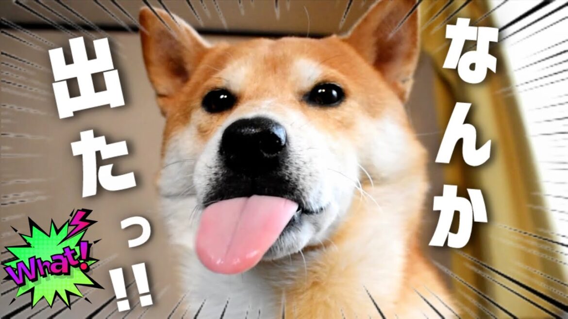 主張強めな柴犬の１本が世界にインパクトを与えた