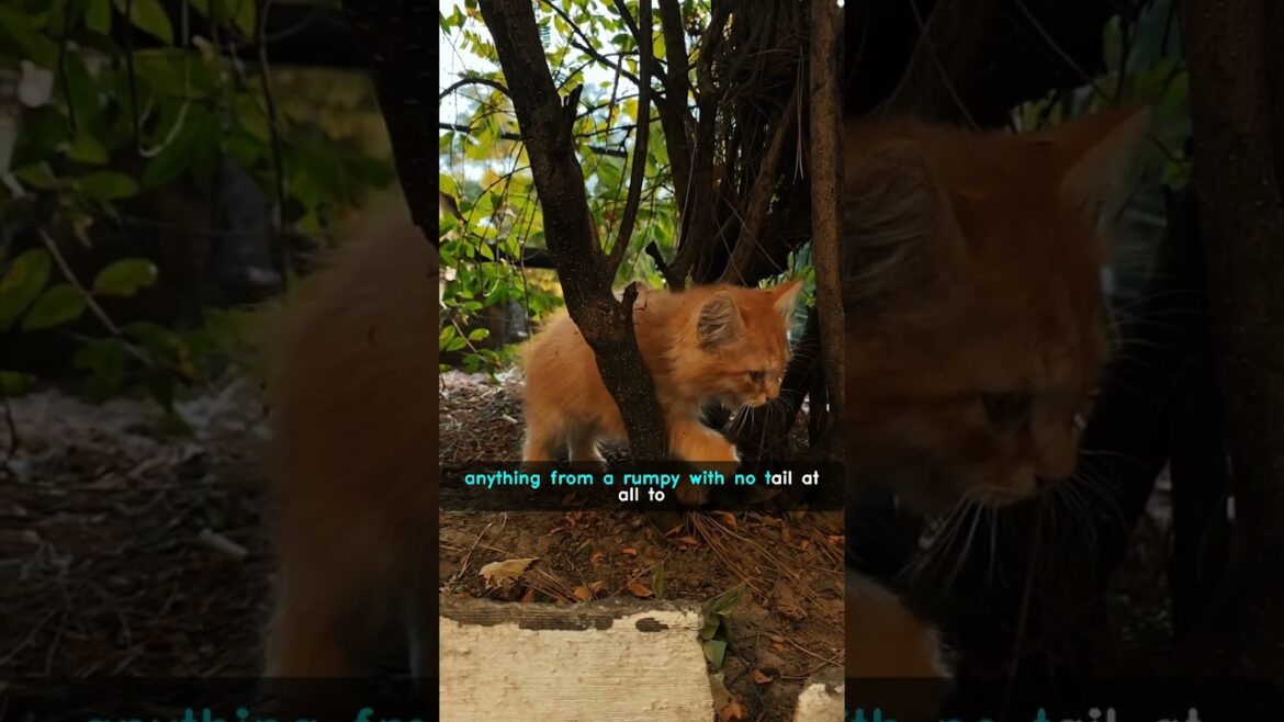 Did You Know: Manx Cats Don't Have Tails?! 🐱😮