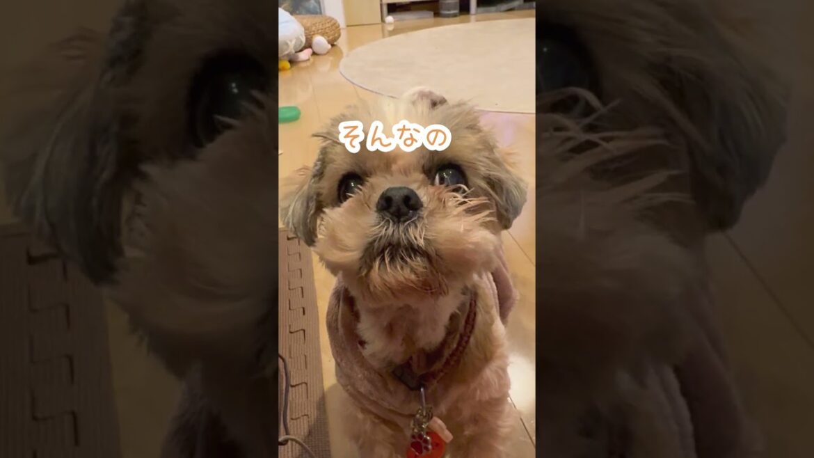 毎度毎度の攻防戦w🐶#シーズー #いぬ #犬 #わんこ #イヌ 毎度毎度の攻防戦w🐶#シーズー #いぬ #犬 #わんこ #イヌ