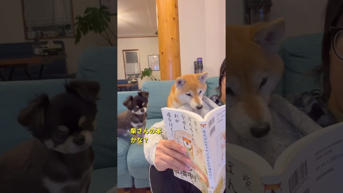 読書にあきる🐶#柴犬 #チワワ #shorts