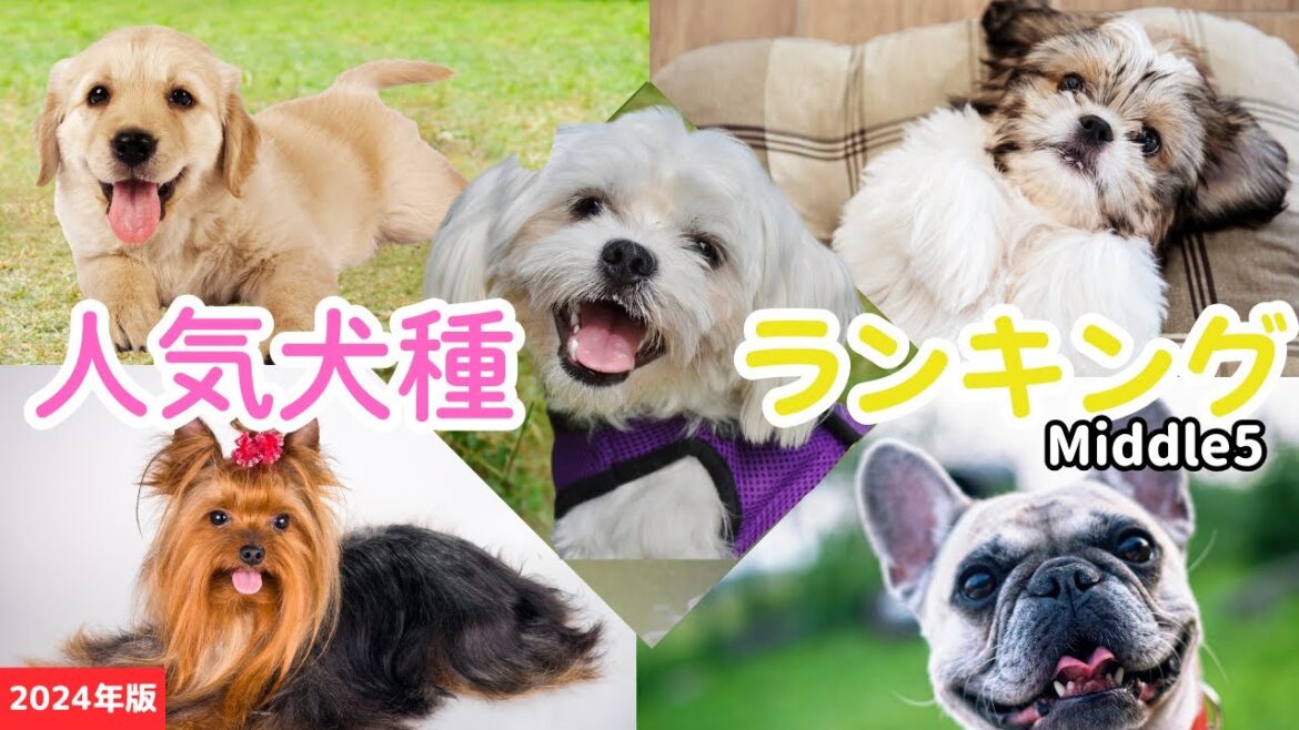 【2024年版】日本の人気犬種ランキングTOP10(前半編)