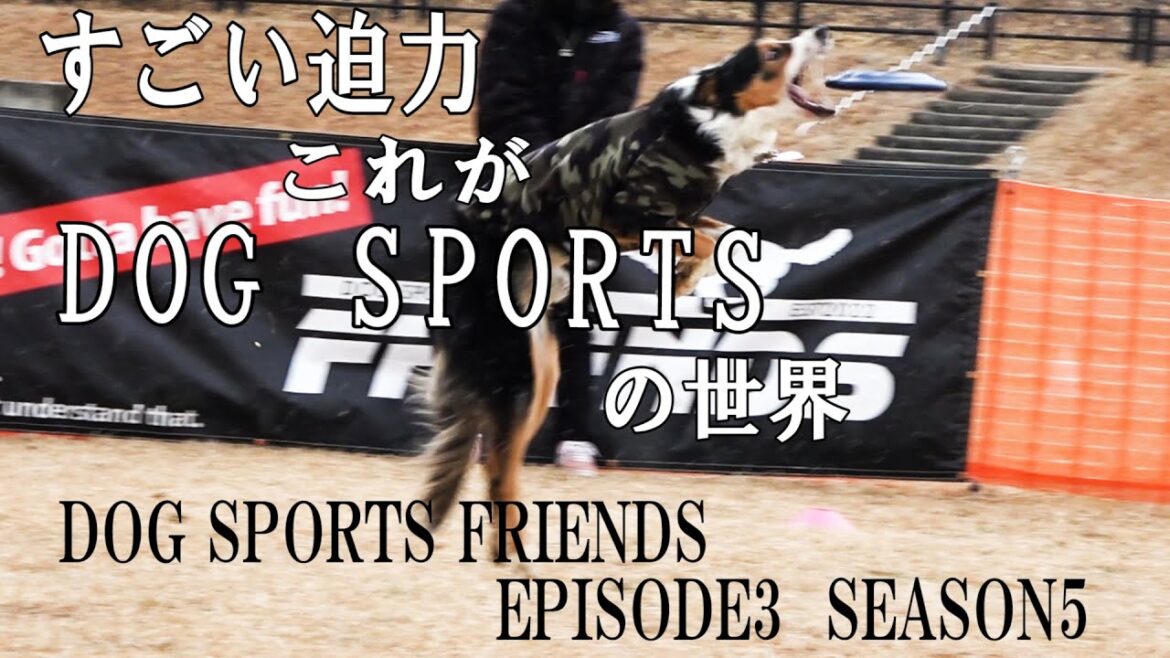 ディスクドック始めてみたくない？大好きな愛犬と過ごす至極のひととき【ボーダーコリーだけじゃない】【フレンズSe3Ep5】