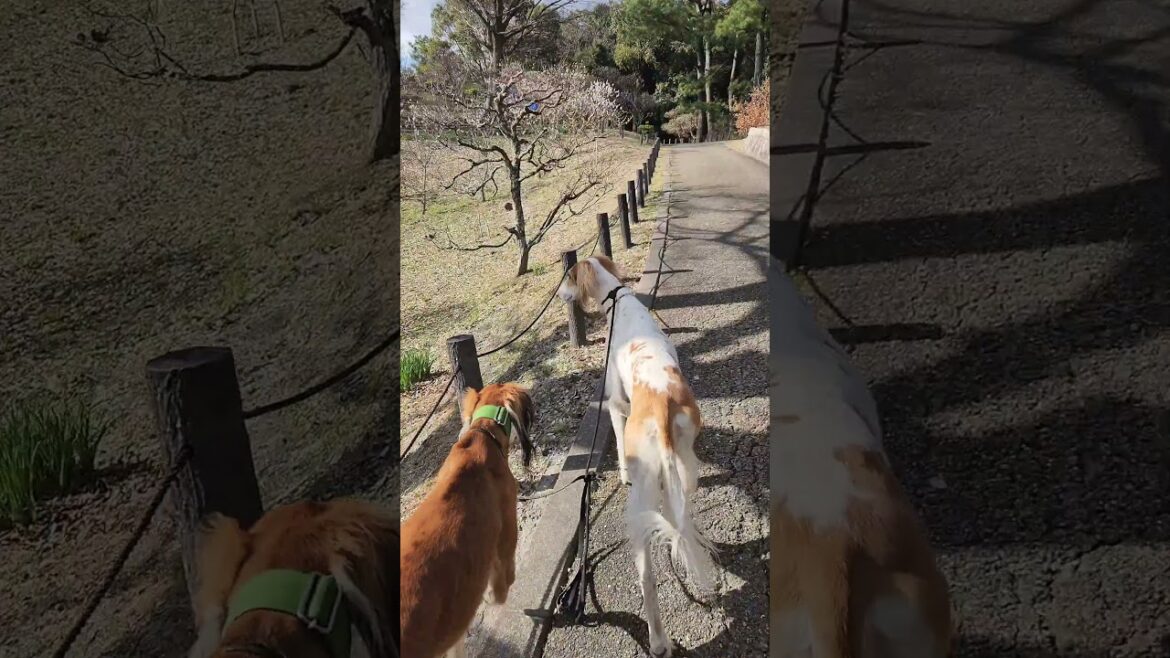 錦織公園　#shorts #サルーキ #犬 #saluki #sighthound #dog
