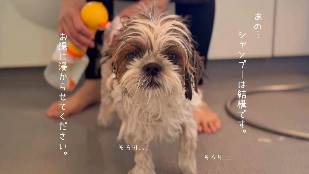 【シーズー】苦手なシャンプーから逃げようとするも、大好きなお風呂に浸かるために頑張りました！【犬Vlog】