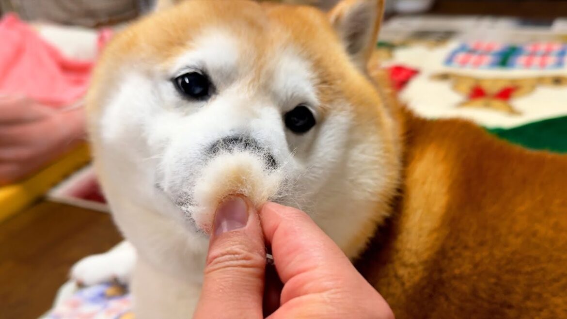 1しゅぽで足から大量の毛が収穫されたことに驚愕し、戸惑いの感情が隠し切れない柴犬 1しゅぽで足から大量の毛が収穫されたことに驚愕し、戸惑いの感情が隠し切れない柴犬