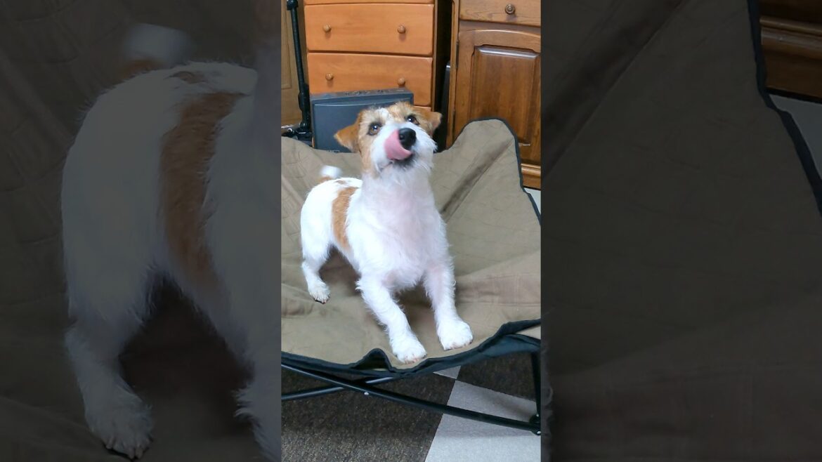 誰だ？こんなにボロボロにしたのは… #ジャックラッセルテリア #jackrussellterrier #癒し