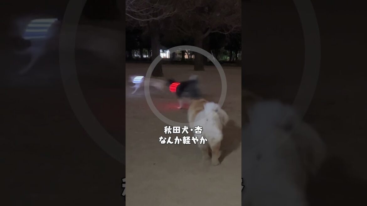 それぞれの走り方【チャウチャウ・秋田犬・ボーダーコリー・ラブラドールレトリバー】【多頭飼い】【大型犬】＃Shorts