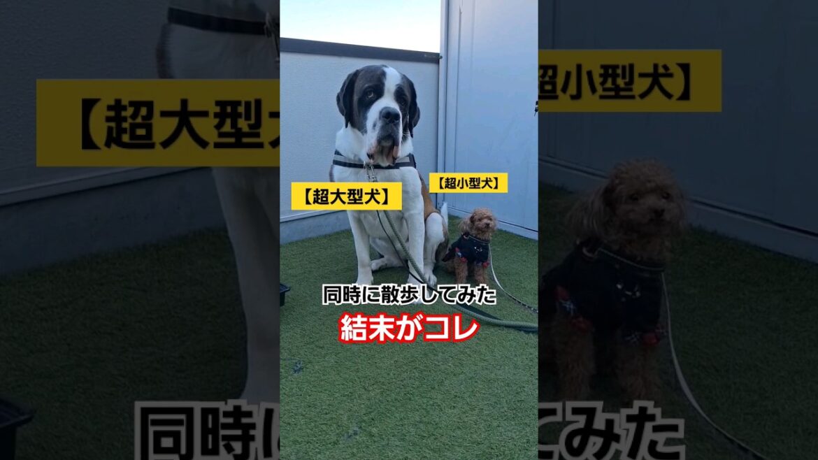【危険❌】セントバーナードとティーカッププードルを一緒に散歩させてみた#いぬ #shorts