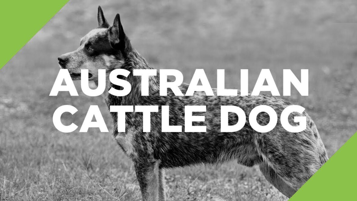 Australian Cattle Dog - The Ultimate Guide