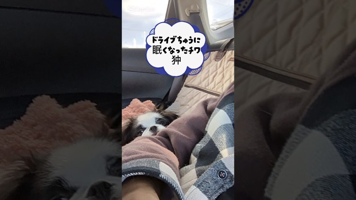 ドライブ中に眠くなったチワ狆#犬のいる暮らし #チワ狆#ミックス犬