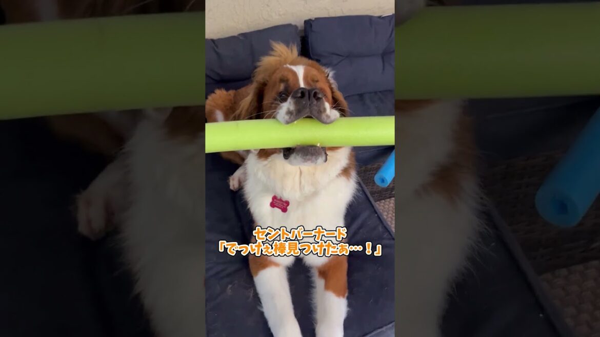 セントバーナード見て癒されたら寝ろｗｗｗ #動物 #犬 #2ch動物スレ
