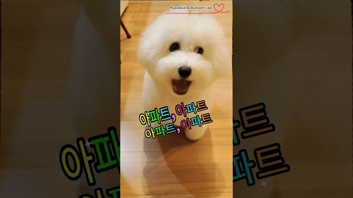 【ビションフリーゼ】APT.歌ってみた 【犬と猫、両方飼ってると毎日かわいい♥】
