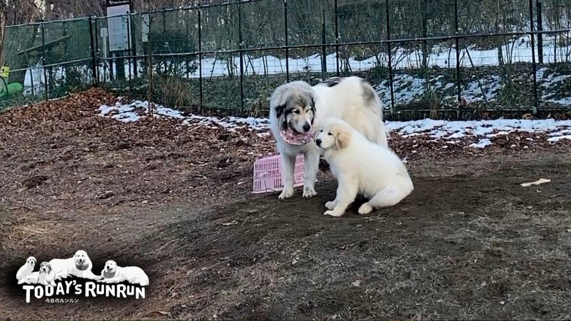 リリーを気遣いながら遊んであげているお姉さんなベルです　Great Pyrenees　グレートピレニーズ