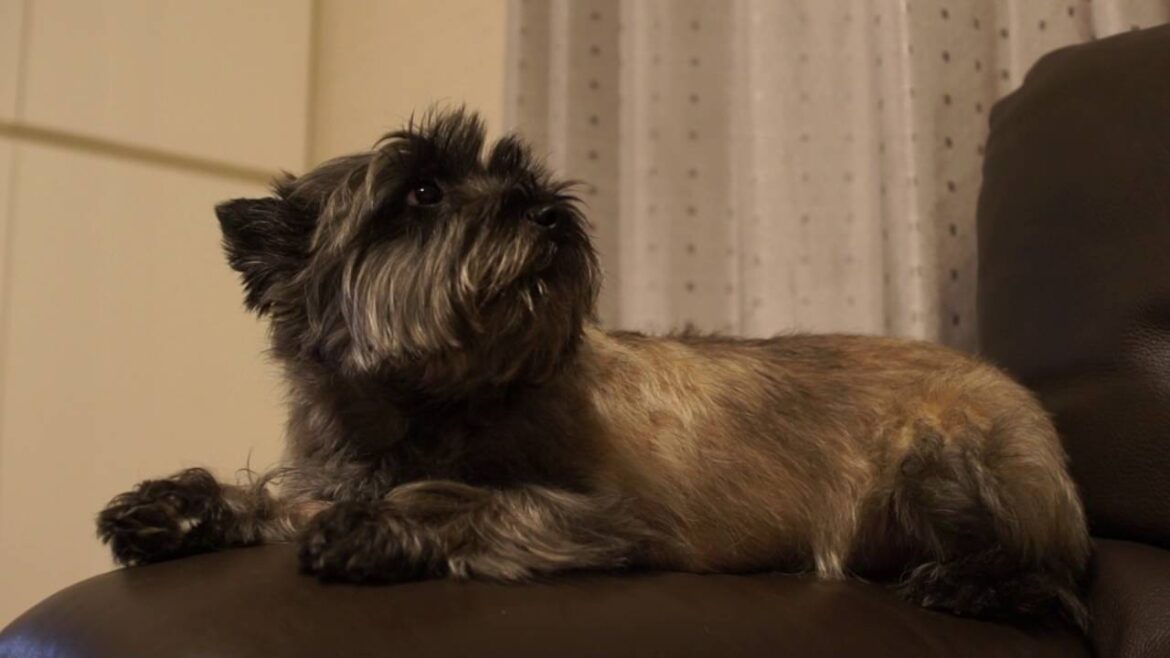 ケアンテリアのくるみ、棒は棒でも…　甘えん坊！