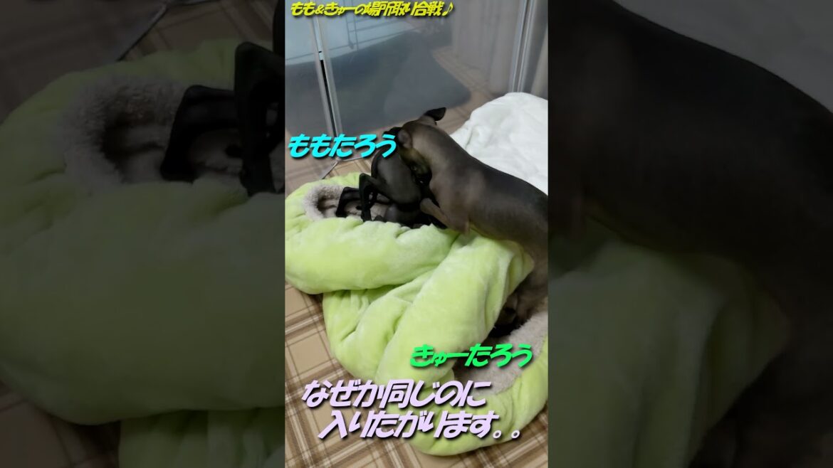 【イタグレ】ももたろう＆きゅーたろう の場所取り合戦♪ロールクッションの中でわちゃわちゃ♪♪  #shorts #italiangreyhound #twins