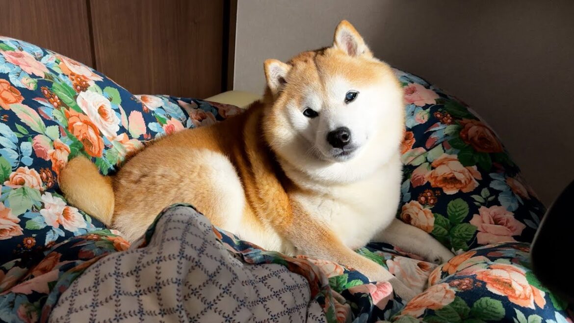 写真撮影かと思いキリリとキメ顔で固まるも、動画なので意味がない柴犬