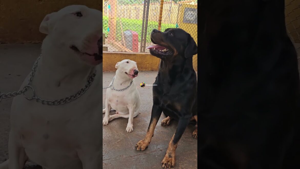 BULL TERRIER E ROTTWEILER JUNTOS? VEJA ESSE TESTE DE CONTROLE!