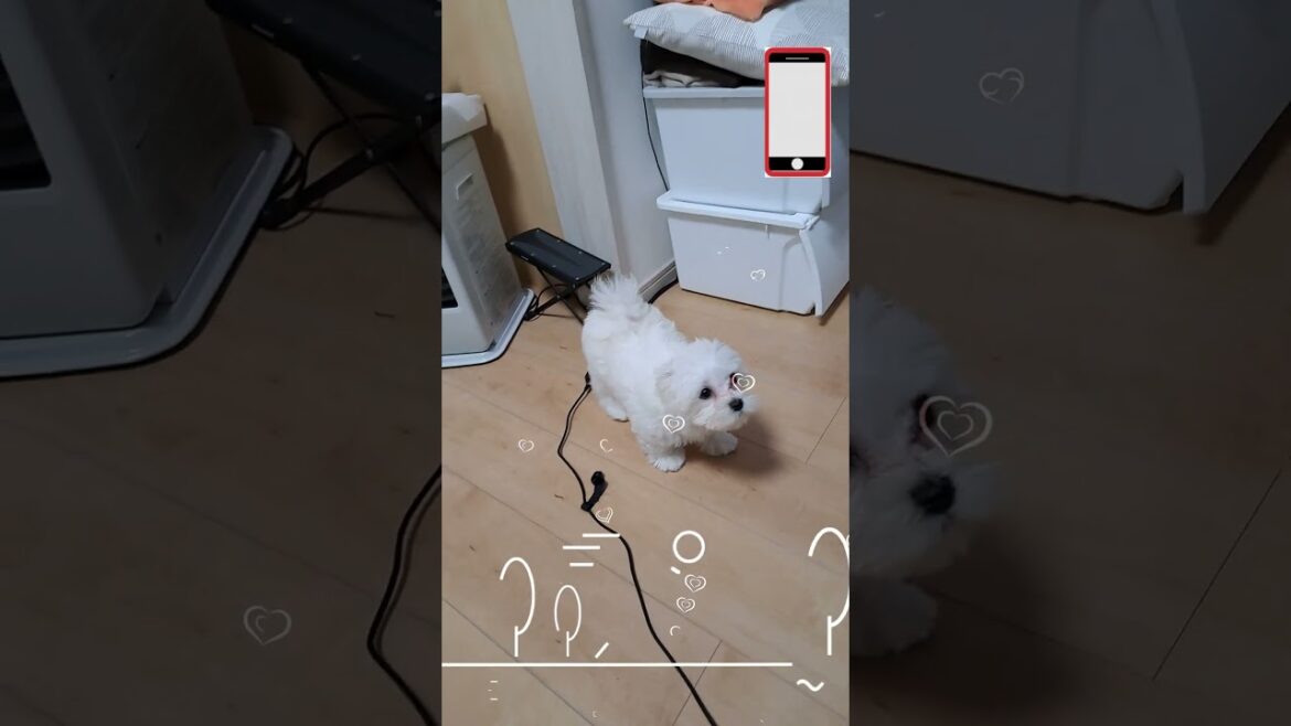 ももちゃんねる＃電話自動音声に吠える＃スマホ＃携帯＃電話＃シニアと暮らすマルチーズパピー #眠る #可愛い #ふせ#可愛い #吠える＃マルチーズ＃スマホ＃電話＃携帯