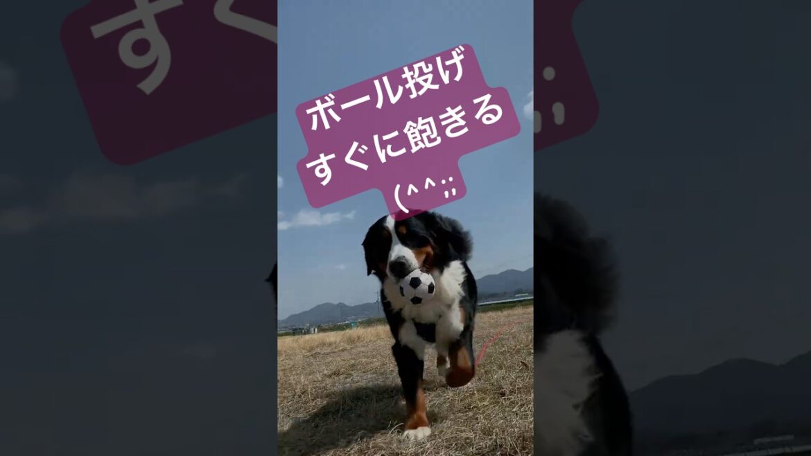 バーニーズの『とってこい！』3回か4回で限界かい？(^^) #バーニーズマウンテンドッグ #大型犬