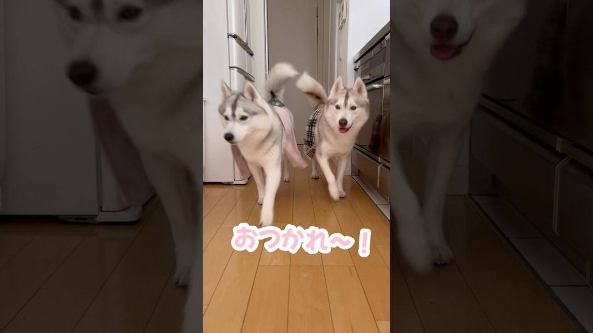 子猫に爆速で挨拶に行く湯上がりわんこ #シベリアンハスキー #ハスキー #子猫
