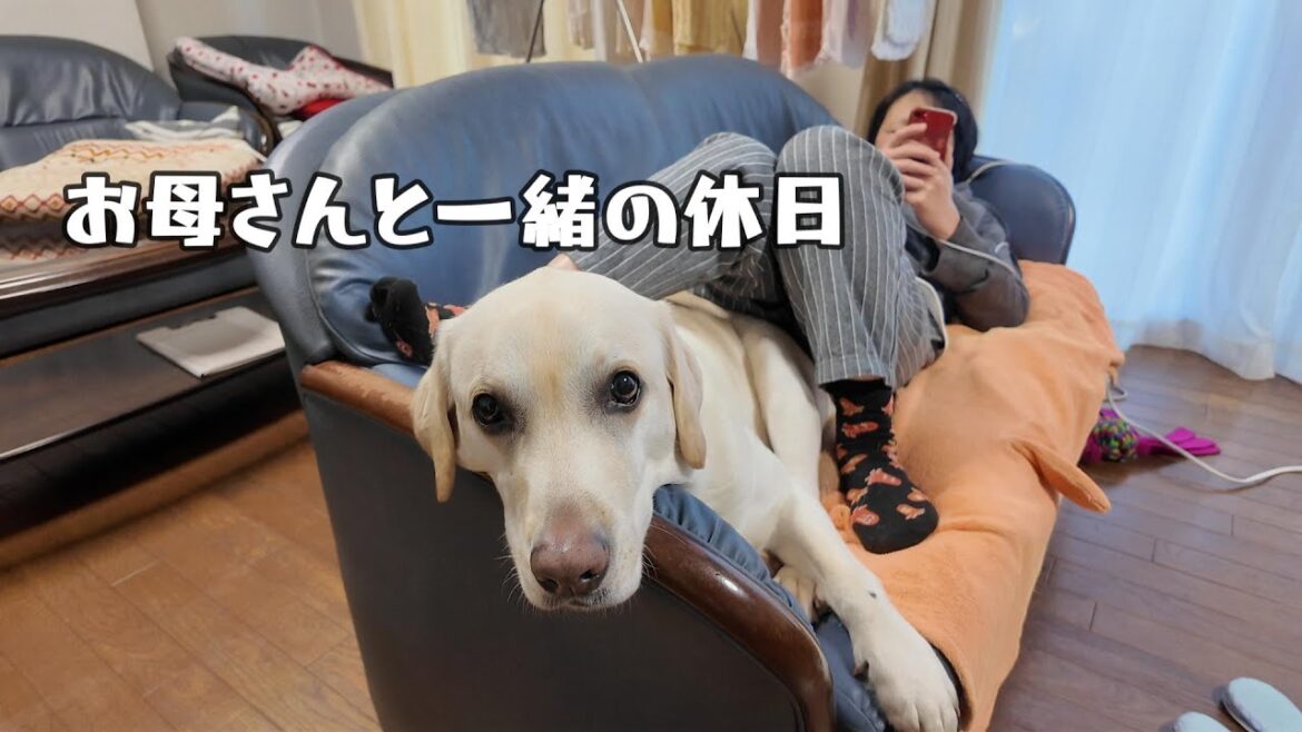 ラブラドールレトリーバーのお母さんと過ごす休日